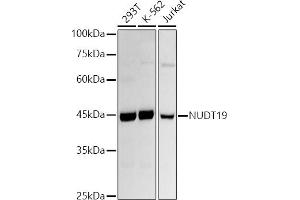 Western blot analysis of extracts of various cell lines, using NUDT19 antibody (ABIN7269070) at 1:1000 dilution.