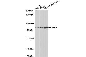 Western blot analysis of extracts of various cell lines, using LIMK2 antibody (ABIN1876597) at 1:1000 dilution. (LIMK2 antibody)