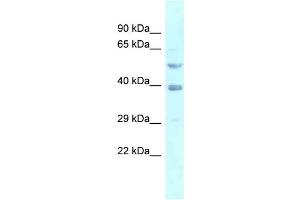 WB Suggested Anti-FEN1 Antibody Titration: 1.