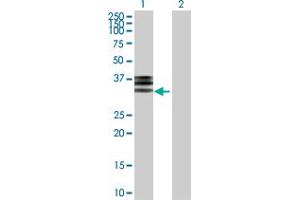 Western Blot analysis of HPX expression in transfected 293T cell line by HPX MaxPab polyclonal antibody.