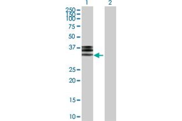 Hemopexin antibody  (AA 1-254)