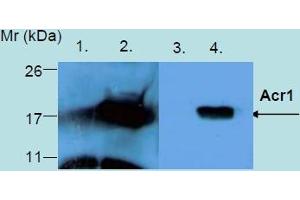 Western Blotting analysis of recombinant protein Acr1 produced in Escherichia coli BL21 (lambdaDE3) transfected bacterial culture. (HspX antibody)