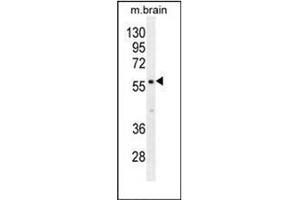 Western blot analysis of PDE1B Antibody (C-term) in mouse brain tissue lysates (35ug/lane).