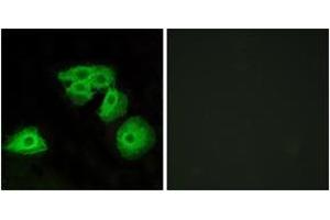 Immunofluorescence analysis of HeLa cells, using ADORA3 Antibody. (Adenosine A3 Receptor antibody  (AA 255-304))