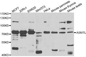 Western blot analysis of extracts of various cell lines, using ASMTL antibody.