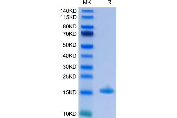 IL-3 Protein (AA 20-152) (His-Avi Tag)