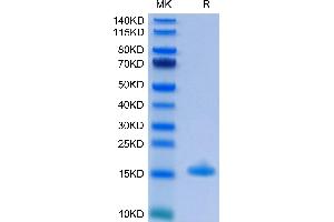 IL-3 Protein (AA 20-152) (His-Avi Tag)