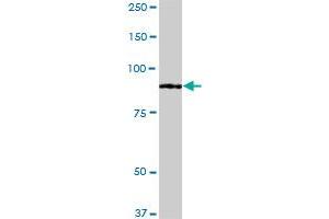 FOXM1 monoclonal antibody (M02), clone 5G10. (FOXM1 antibody  (AA 702-801))