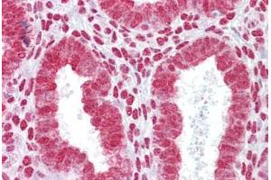 Anti-HOXA11 antibody IHC staining of human uterus. (Homeobox A11 antibody  (AA 210-259))