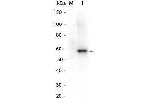 Western Blot of AKT2 (phosphatase treated) Human Recombinant Protein.