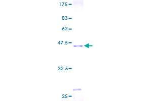 DIO3 Protein (AA 1-143) (GST tag)