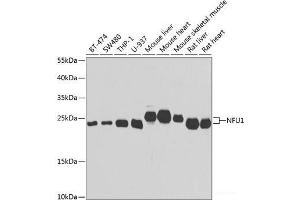 Western blot analysis of extracts of various cell lines using NFU1 Polyclonal Antibody at dilution of 1:1000. (NFU1 antibody)