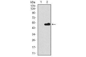 Image no. 1 for anti-BPI Fold Containing Family A, Member 2 (BPIFA2) antibody (ABIN1490989) (BPIFA2 antibody)
