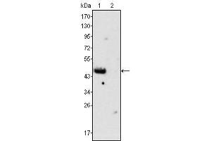 Western Blot showing GATA4 antibody used against rat fetal heart (1) and adult heart (2) tissues lysate. (GATA4 antibody)