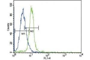 JAK2 antibody flow cytometric analysis of K562 cells (green) compared to a negative control (blue). (JAK2 antibody  (AA 1101-1132))