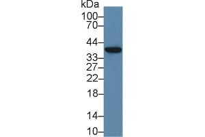 Detection of ND1 in Porcine Liver lysate using Polyclonal Antibody to NADH Dehydrogenase 1 (ND1)