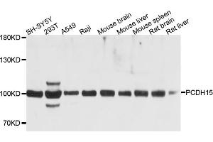 Western blot analysis of extracts of various cell lines, using PCDH15 antibody (ABIN6003792) at 1/1000 dilution.