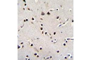 Immunohistochemistry analysis in formalin fixed and paraffin embedded human brain tissue reacted with LRRC46 Antibody (N-term) followed by peroxidase conjugation of the secondary antibody and DAB staining.