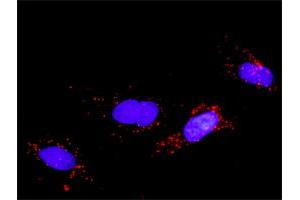 Proximity Ligation Analysis of protein-protein interactions between FGFR2 and FGF5. (FGF5 antibody  (AA 159-268))
