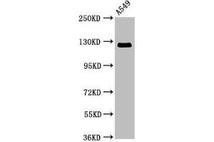 Western Blot Positive WB detected in: A549 whole cell lysate All lanes: RANBP17 antibody at 3. (RANBP17 antibody  (AA 465-587))