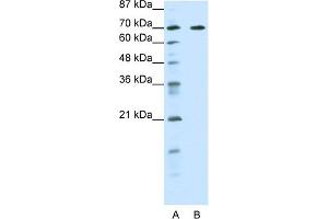 Forkhead Box K2 antibody  (Middle Region)