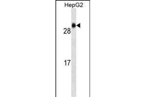 GSTA1 Antibody (ABIN659176 and ABIN2843782) western blot analysis in HepG2 cell line lysates (35 μg/lane). (GSTA1 antibody)