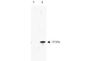 Image no. 1 for anti-Red Fluorescent Protein (RFP) antibody (HRP) (ABIN401228) (RFP antibody  (HRP))