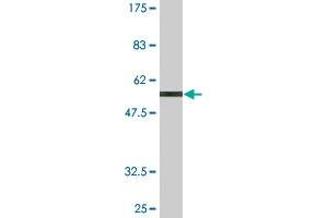 XRCC2 antibody  (AA 1-280)