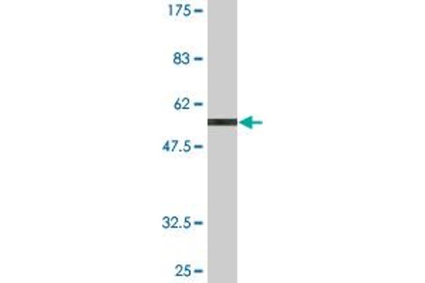 XRCC2 antibody  (AA 1-280)