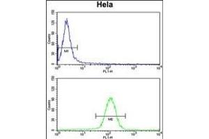 UHRF1 Antibody (Center) (ABIN652792 and ABIN2842520) flow cytometry analysis of Hela cells (bottom histogram) compared to a negative control cell (top histogram).