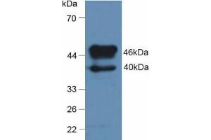 Western blot analysis of Rat Brain Tissue. (SERPINA7 antibody  (AA 114-391))