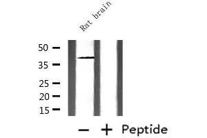 Western blot analysis of extracts from rat brain, using CD244 Antibody. (2B4 antibody  (N-Term))