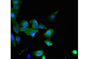 Immunofluorescent analysis of U251 cells using ABIN7170444 at dilution of 1:100 and Alexa Fluor 488-congugated AffiniPure Goat Anti-Rabbit IgG(H+L) (C21ORF56 antibody  (AA 1-186))
