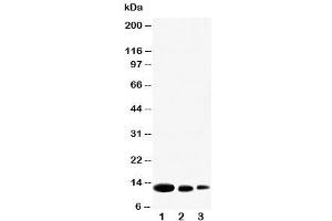 Western blot testing of CXCL9 antibody and Lane 1:  recombinant human protein 10ng