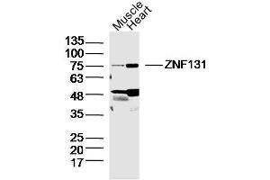 Lane 1: Mouse Muscle lysates Lane 2: Mouse Heart lysates probed with ZNF131 Polyclonal Antibody, Unconjugated  at 1:300 dilution and 4˚C overnight incubation. (ZNF131 antibody  (AA 351-460))