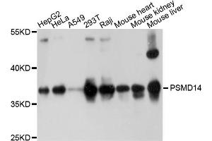 Western blot analysis of extracts of various cell lines, using PSMD14 antibody. (PSMD14 antibody)