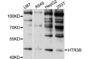 Western blot analysis of extracts of various cell lines, using HTR3B antibody (ABIN4903988) at 1:1000 dilution. (Serotonin Receptor 3B antibody)