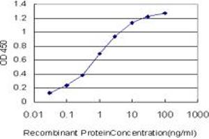 Detection limit for recombinant GST tagged MYBL2 is approximately 0. (MYBL2 antibody  (AA 601-700))