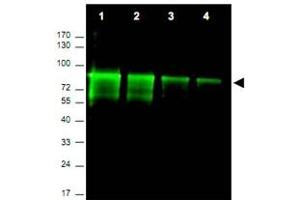 Western blot using Mre11a polyclonal antibody  shows detection of a band ~ 80 KDa corresponding to mouse Mre11a (arrowhead). (Mre11 antibody  (AA 68-706))
