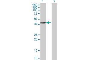 Western Blot analysis of ELMOD3 expression in transfected 293T cell line by ELMOD3 MaxPab polyclonal antibody. (ELMOD3 antibody  (AA 1-391))