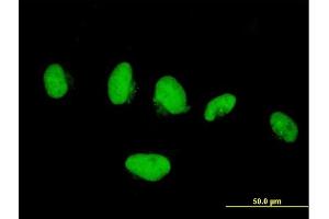 Immunofluorescence of purified MaxPab antibody to KIF4A on HeLa cell. (KIF4A antibody  (AA 1-1127))