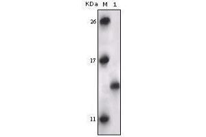Western blot analysis using PRAK mouse mAb against truncated PRAK recombinant protein. (MAPKAP Kinase 5 antibody)
