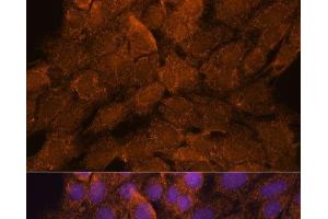 Immunofluorescence analysis of C6 cells using TNFAIP8L2 Polyclonal Antibody at dilution of 1:100. (TNFAIP8L2 antibody)