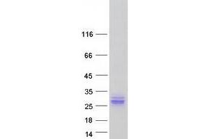 Validation with Western Blot (ASCL2 Protein (Myc-DYKDDDDK Tag))