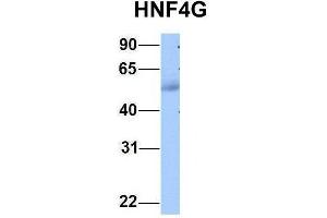 Host:  Rabbit  Target Name:  HNF4G  Sample Type:  Human Adult Placenta  Antibody Dilution:  1.