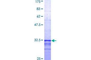 S1PR1 Protein (AA 1-47) (GST tag)
