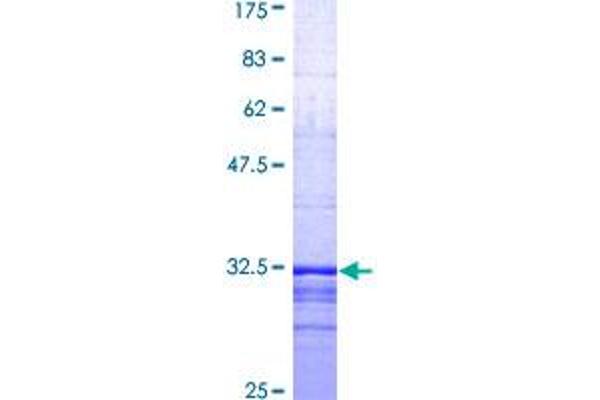 S1PR1 Protein (AA 1-47) (GST tag)