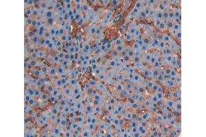 Used in DAB staining on fromalin fixed paraffin- embedded liver tissue (CD236/GYPC antibody  (AA 1-95))
