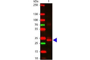 Western Blot of Rabbit anti-L-Asparaginase Antibody. (ASRGL1 antibody)