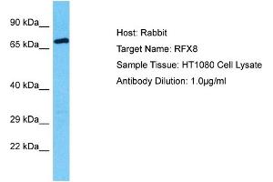 Host: Rabbit Target Name: RFX8 Sample Tissue: Human HT1080 Whole Cell Antibody Dilution: 1ug/ml (RFX8 antibody  (C-Term))